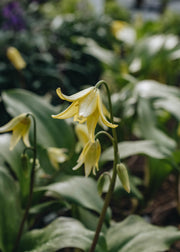 Erythronium 'Pagoda', 1L