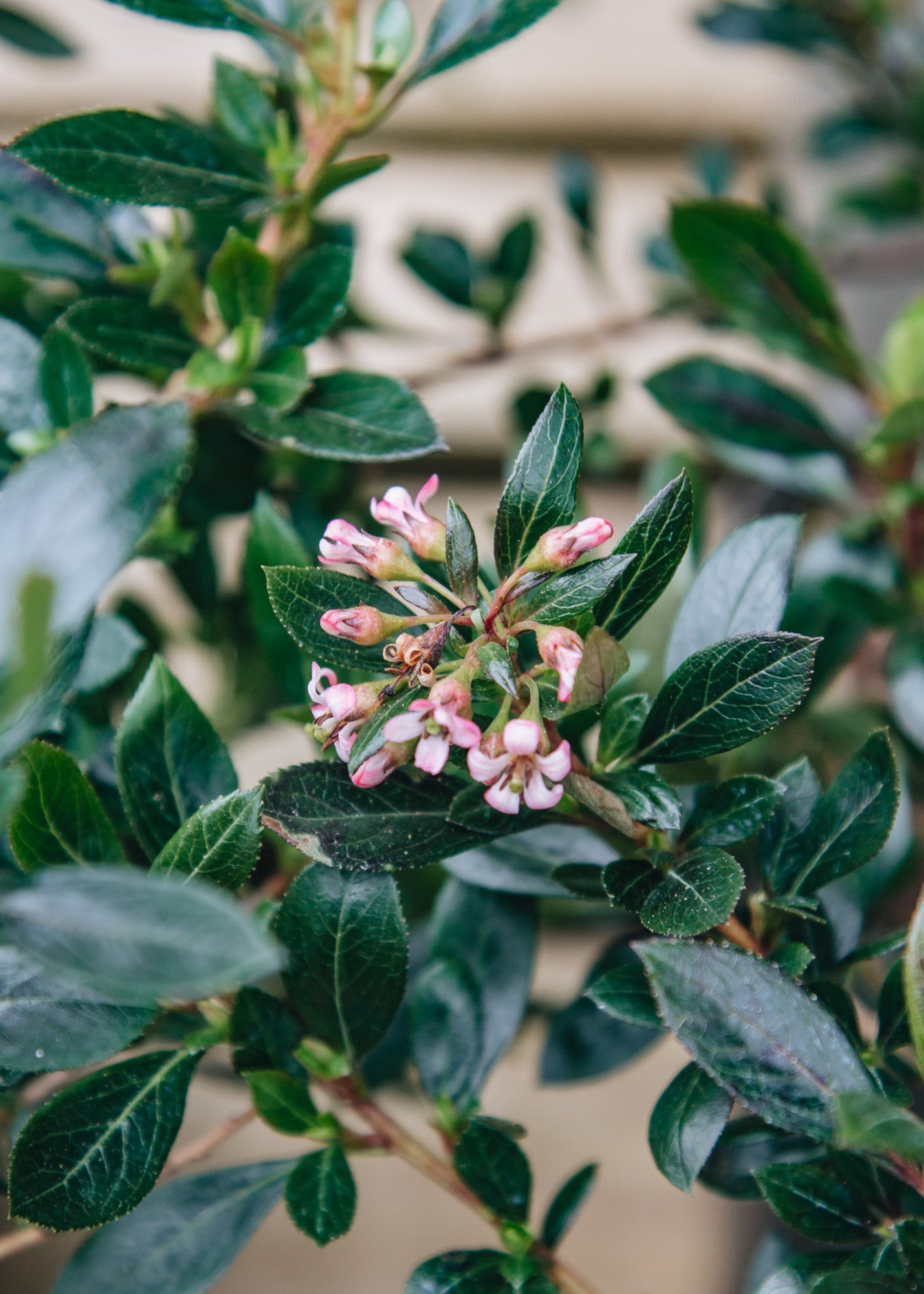 Escallonia Escallonia Showstopper, 3L 