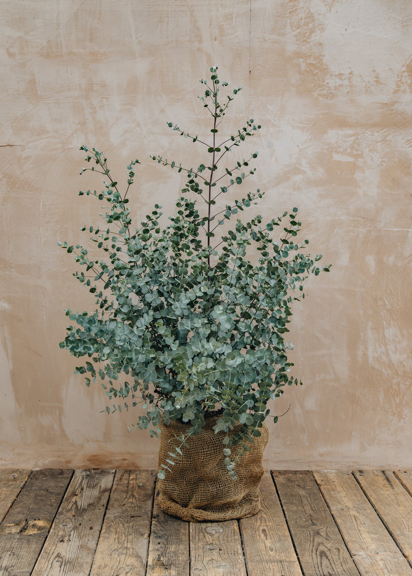 Eucalyptus gunni 'Azure', 10L – Burford Garden Co.