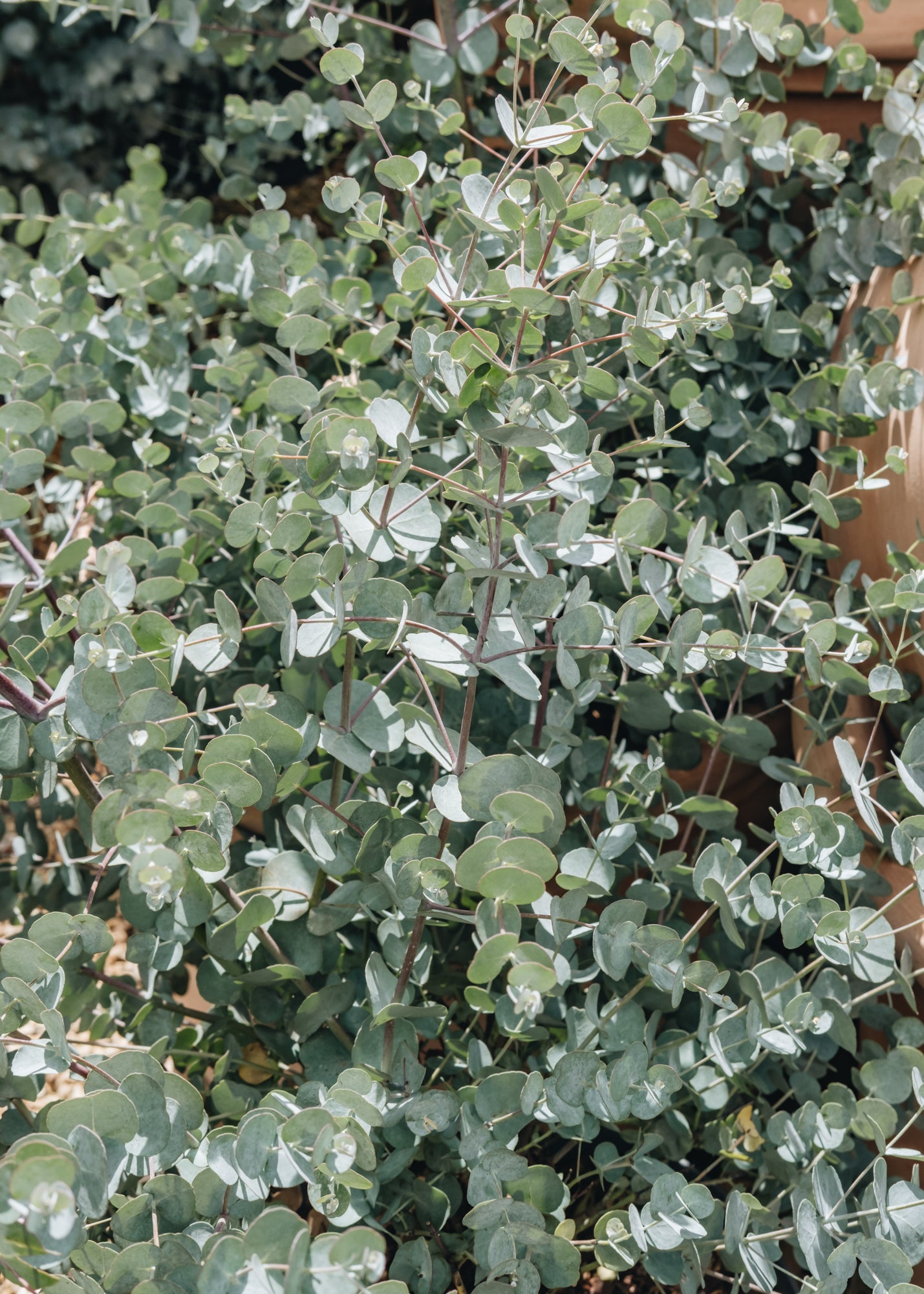 Eucalyptus Eucalyptus Gunni Azure, 10L