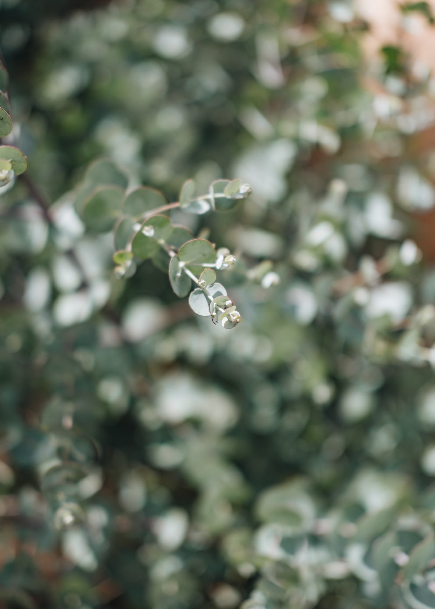 Eucalyptus Eucalyptus Gunni Azure, 10L