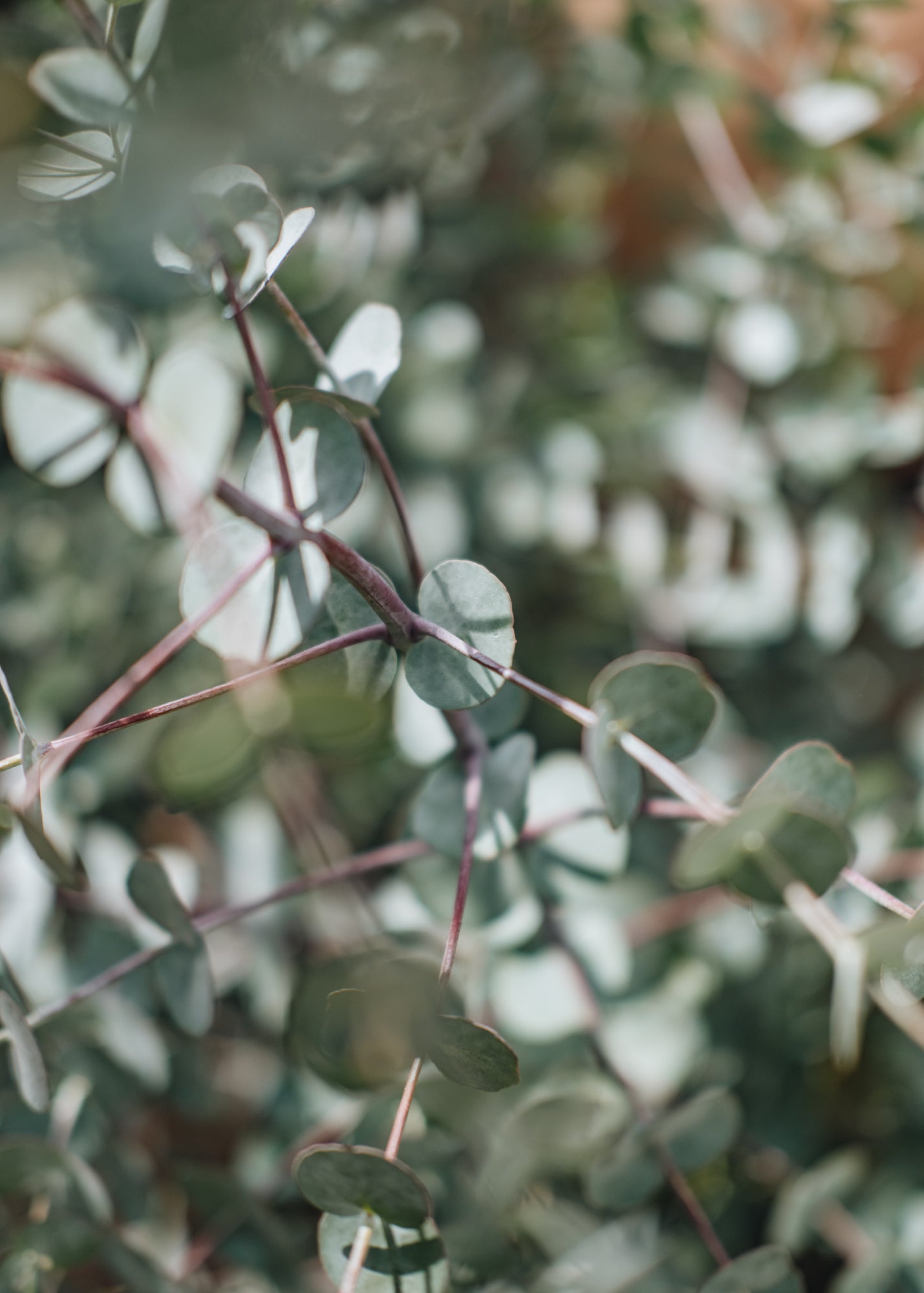 Eucalyptus Eucalyptus Gunni Azure, 10L