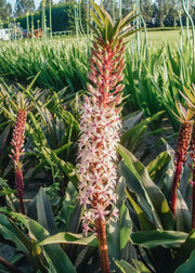 Eucomis comosa, pack of three bulbs