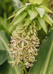 Eucomis Eucomis ‘Bicolour', 2L