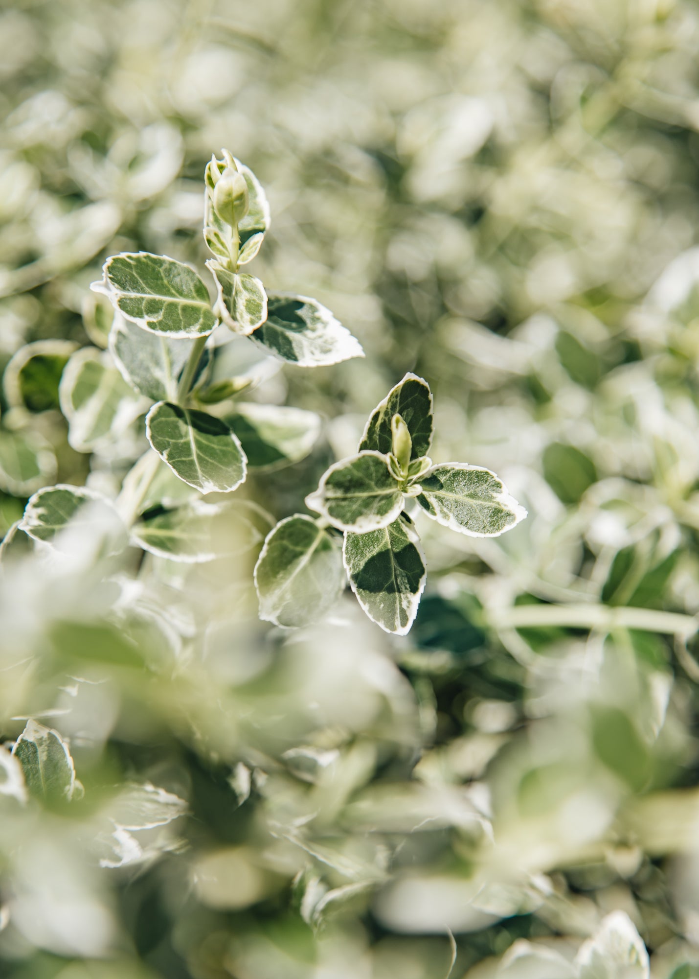 Bordallo Pinheiro Euonymus fortunei Emerald Gaiety, 6L