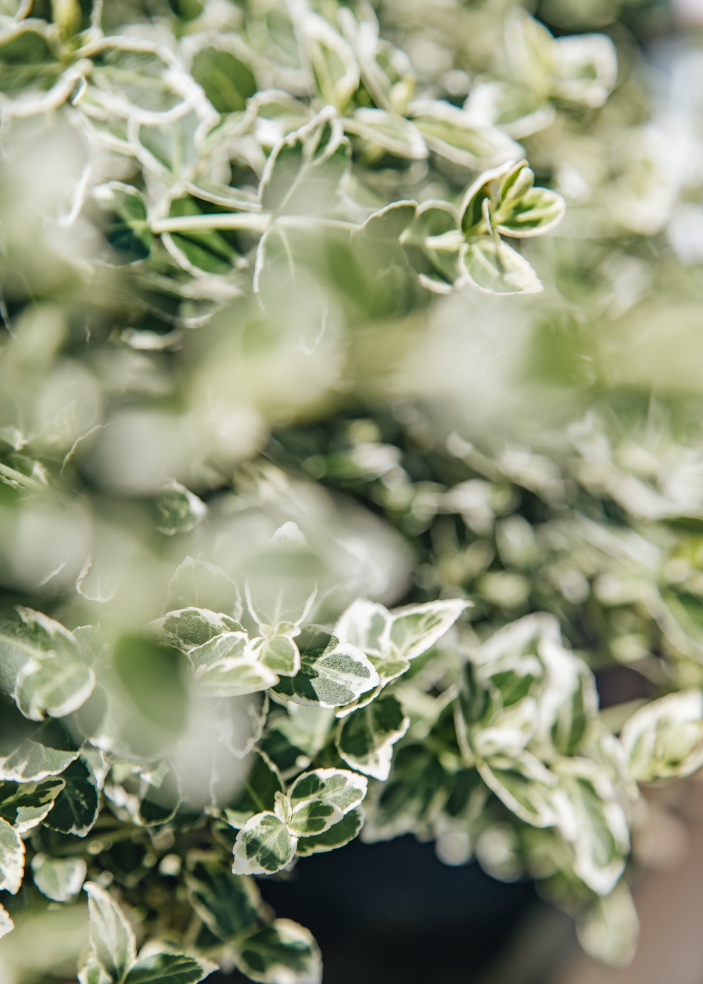 Euonymus Euonymus fortunei Emerald Gaiety, 6L