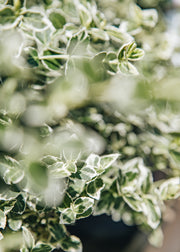 Euonymus Euonymus fortunei Emerald Gaiety, 6L