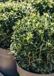 Euonymus Euonymus japonicus 'Microphyllus' globe, 5L
