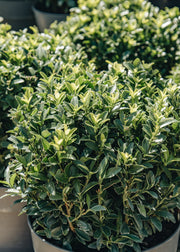Euonymus japonicus 'Microphyllus' globe, 5L