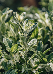 Euonymus Euonymous japonicus 'Pierrolino', 5L