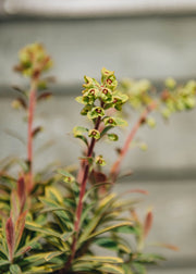 Euphorbia martinii Ascot Rainbow, 2/3L