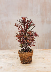 Hairy Pot Euphorbia 'Miner's Merlot', 1L