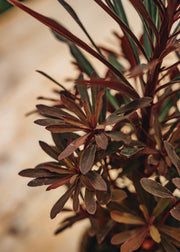Hairy Pot Euphorbia 'Miner's Merlot', 1L