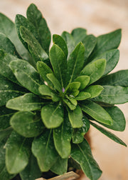 Hairy Pot Euphorbia robbiae, 1L