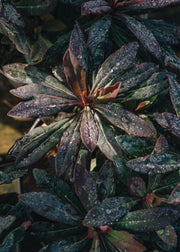Euphorbia Ruby Glow 2L
