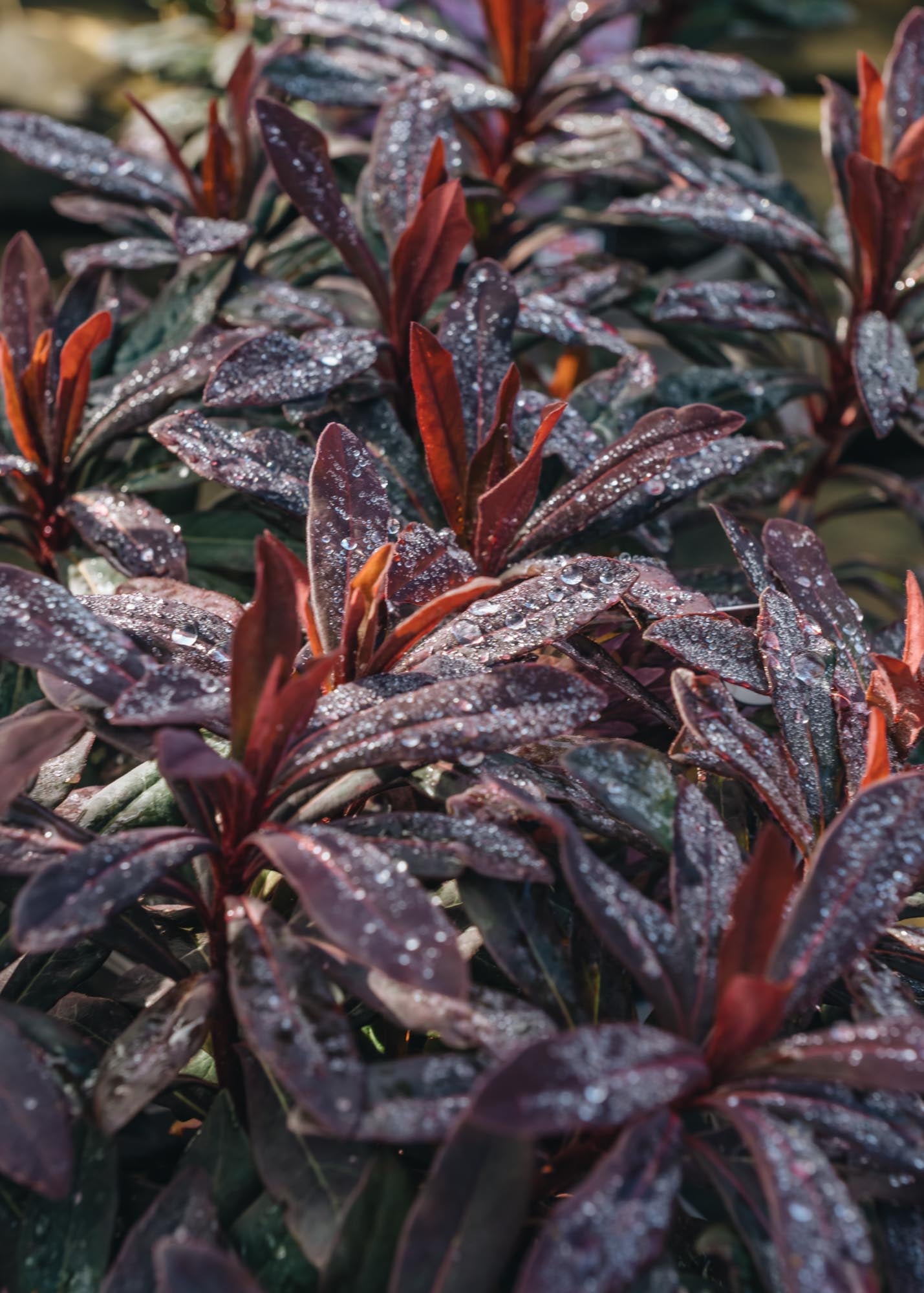 Convolvulus Euphorbia Ruby Glow 2L