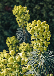 Euphorbia characias 'Wulfenii', 2L