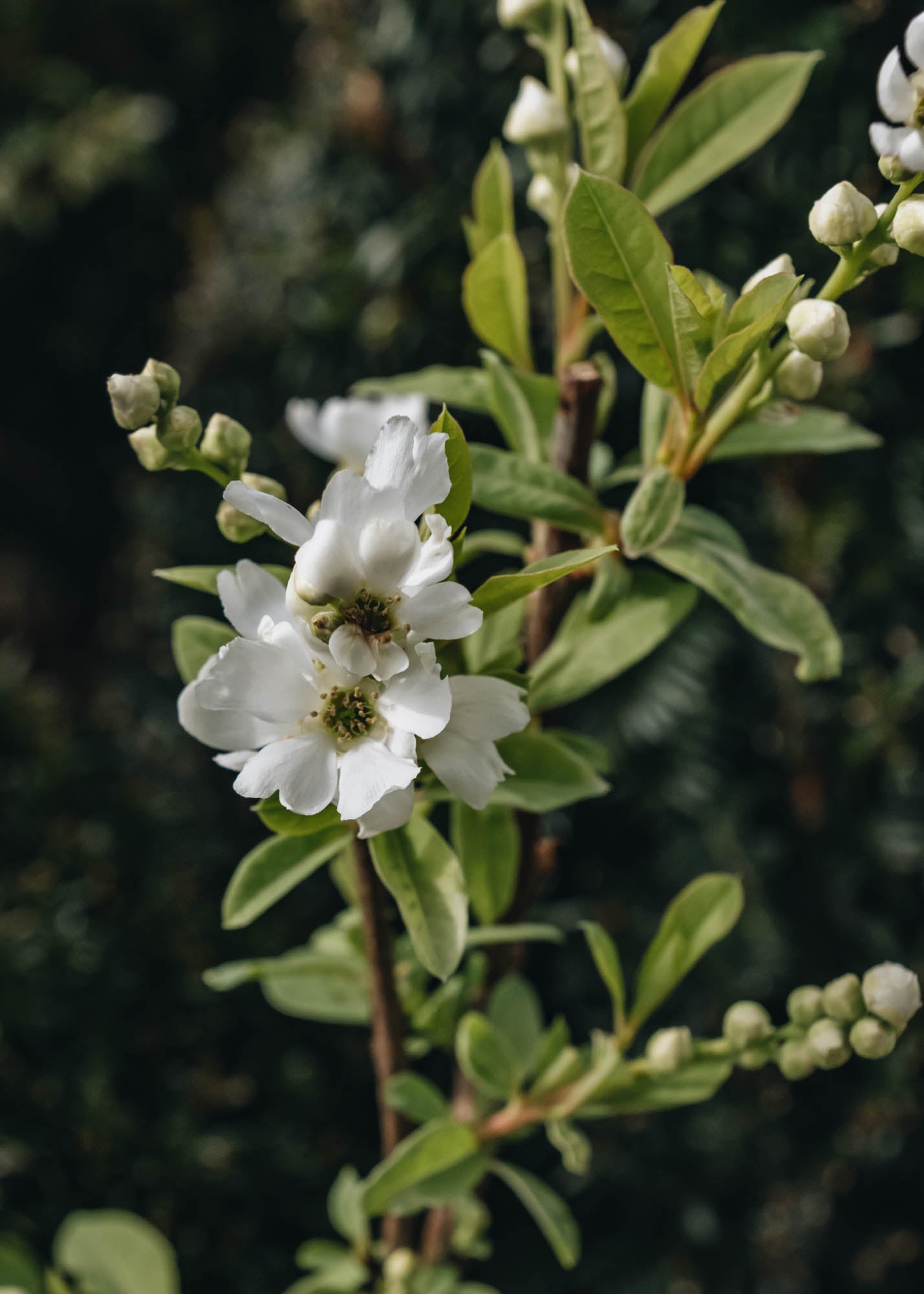 Exochorda racemosa Niagra