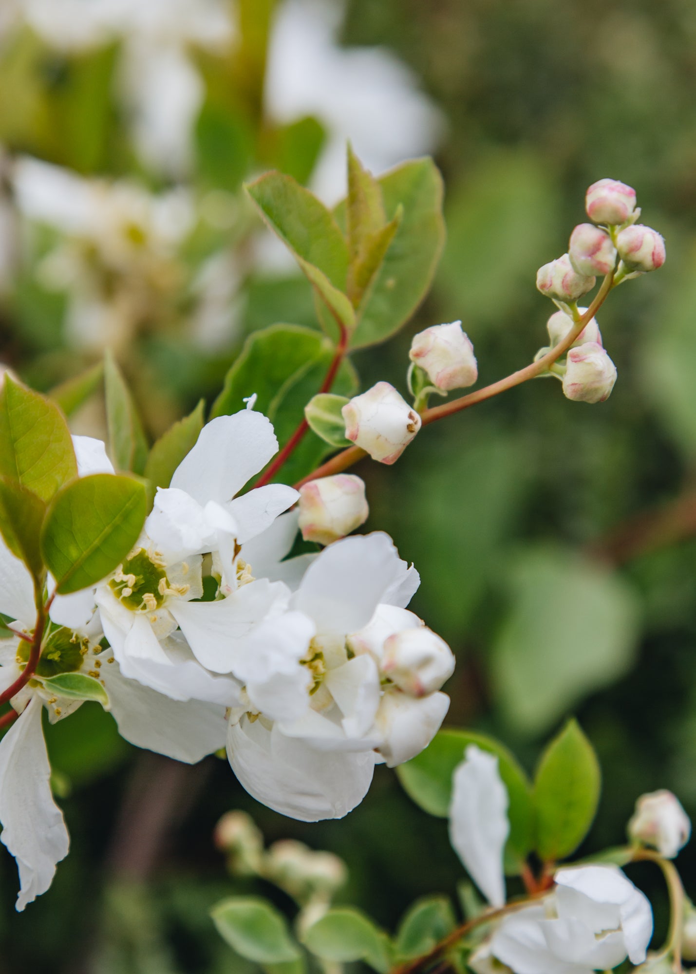 Exochorda Exochorda macrantha Lotus Moon, 2/3L