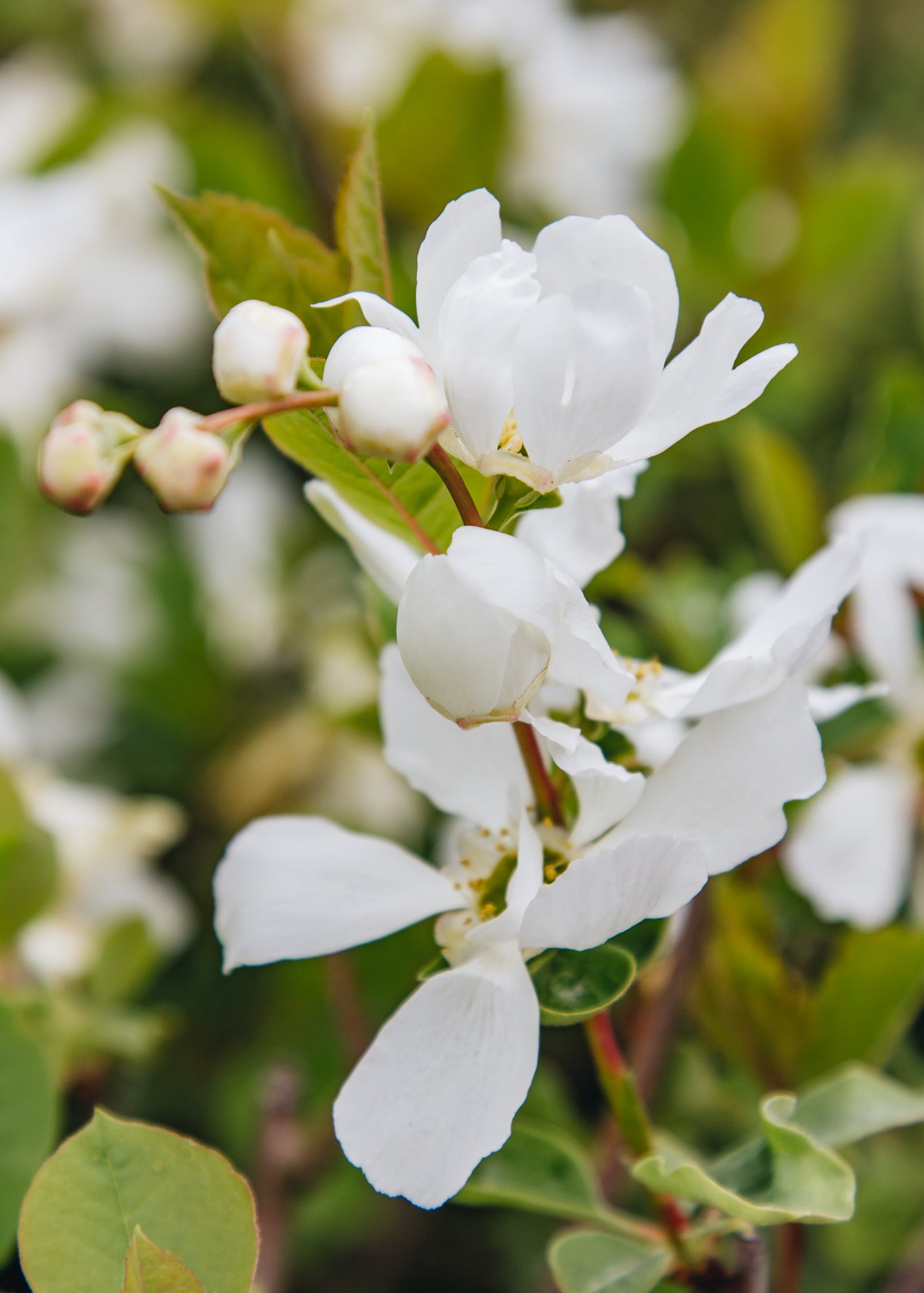 Exochorda Exochorda macrantha Lotus Moon, 2/3L