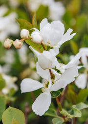 Exochorda Exochorda macrantha Lotus Moon, 2/3L