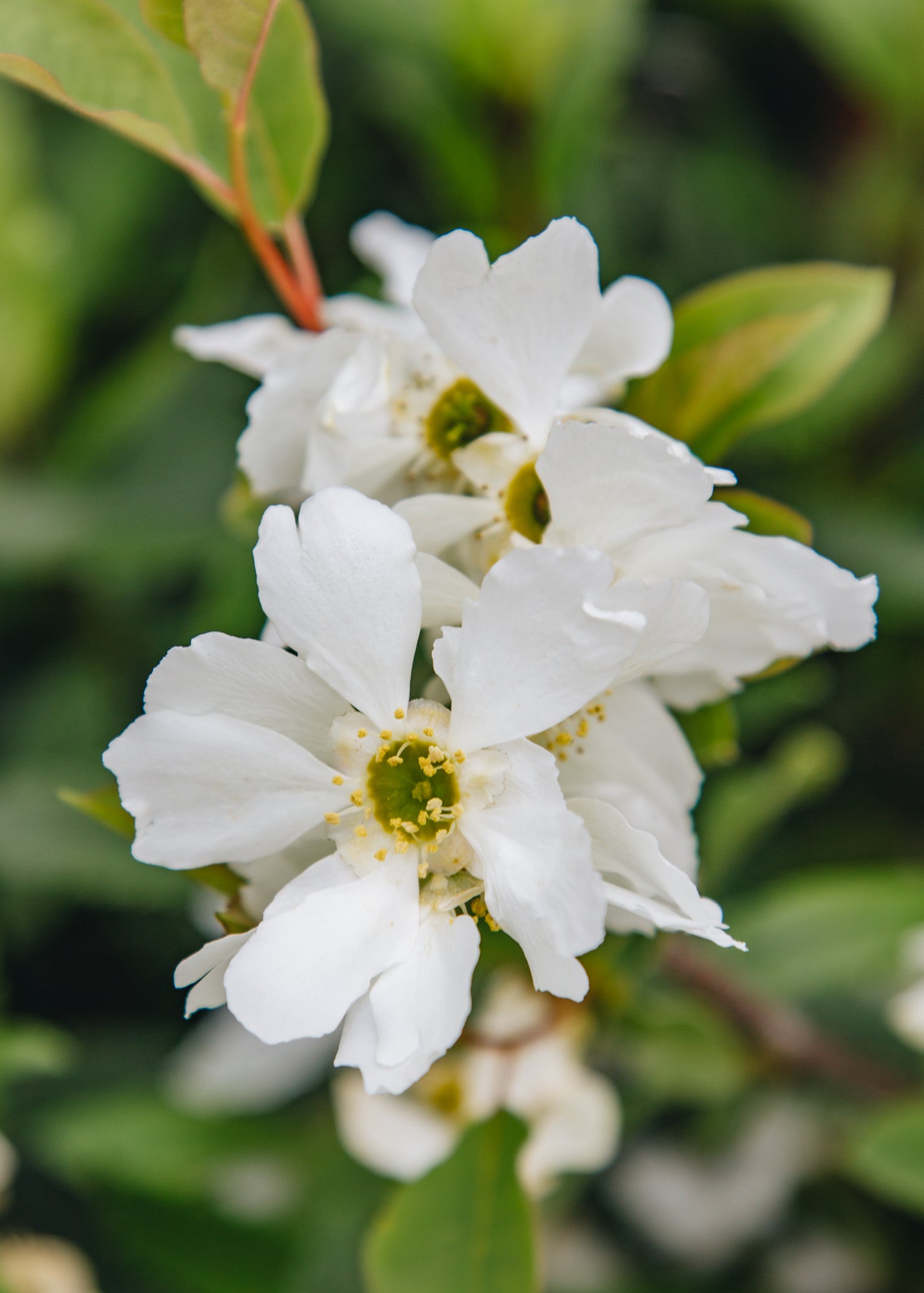 Clematis Exochorda macrantha Lotus Moon, 2/3L
