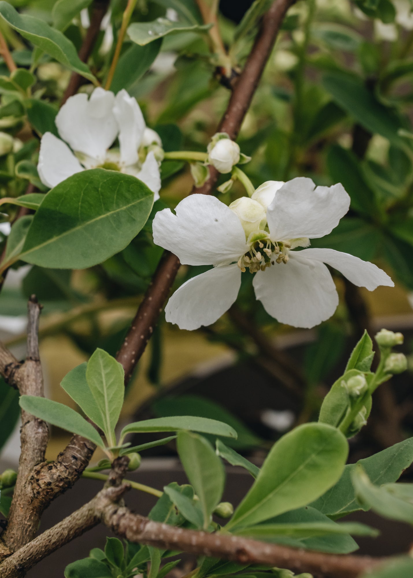 Exochorda macrantha The Bride