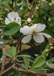 Exochorda Exochorda macrantha The Bride