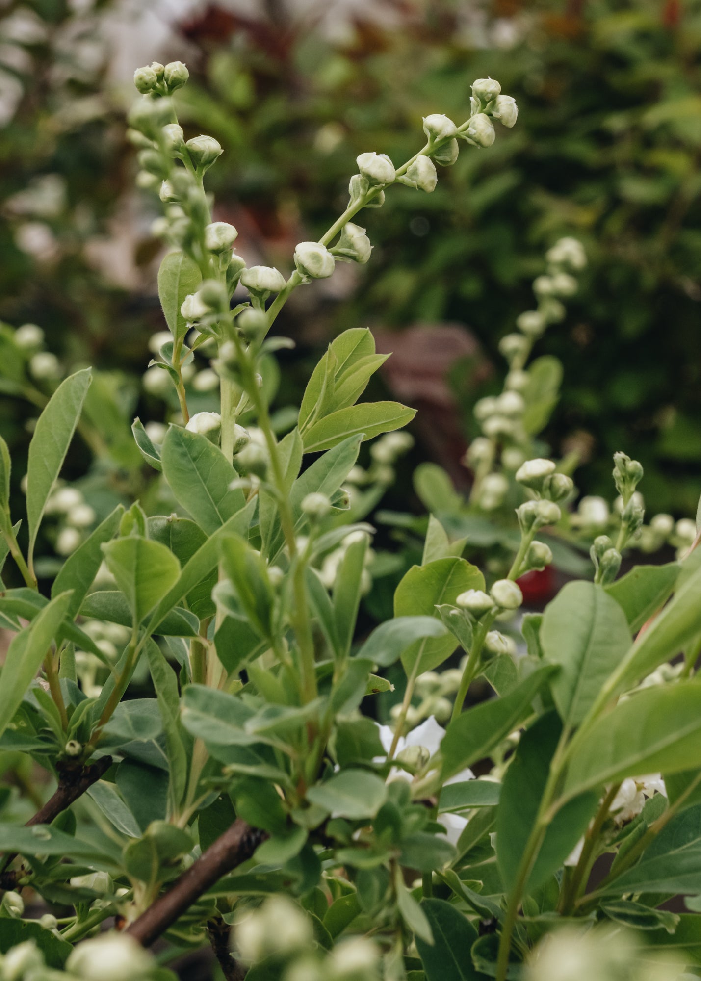 Exochorda macrantha The Bride