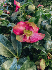 Helleborus 'Ice Breaker Ruby', 2L