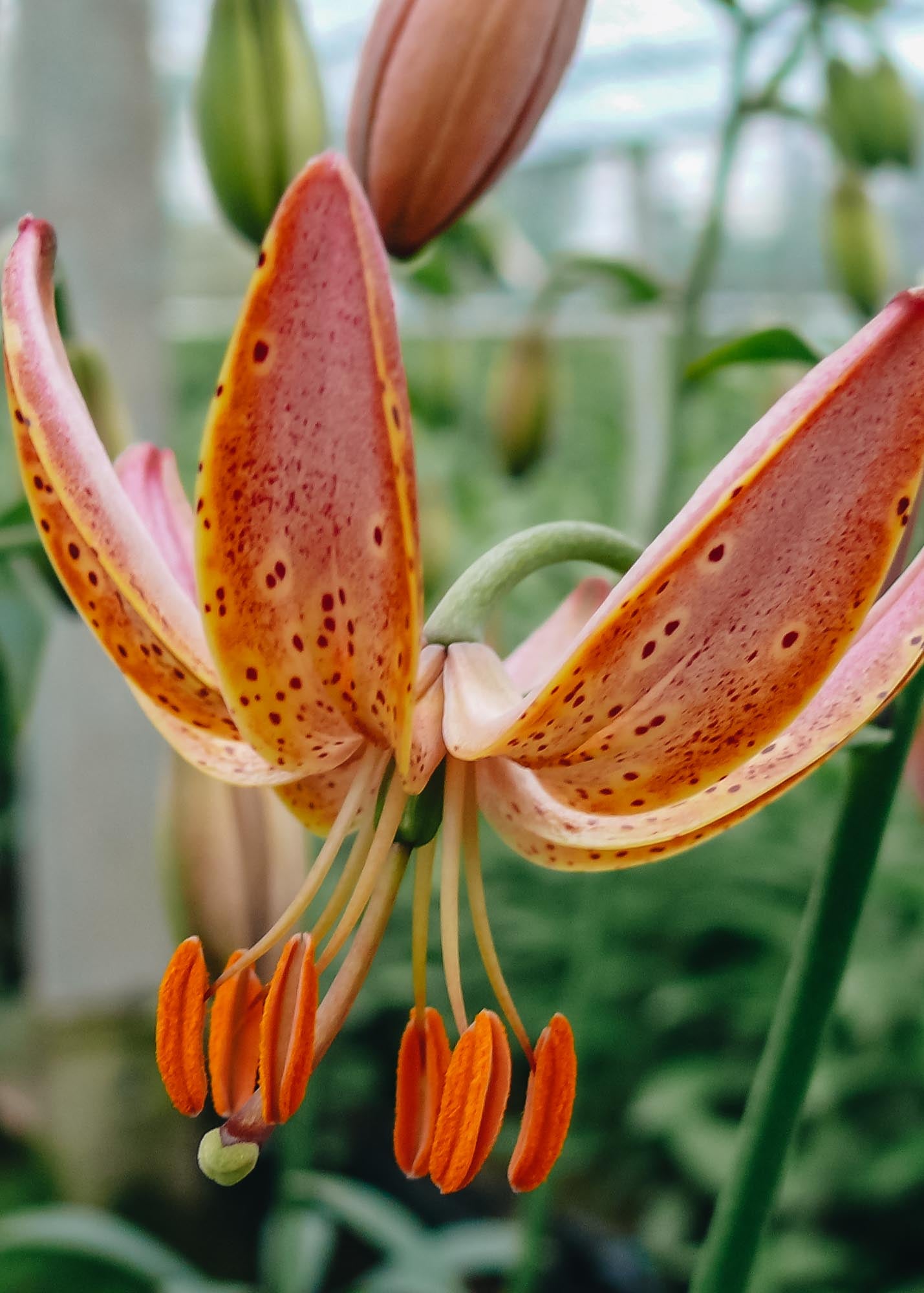 Taylors Bulbs Lilium 'Fairy Morning', pack of three bulbs