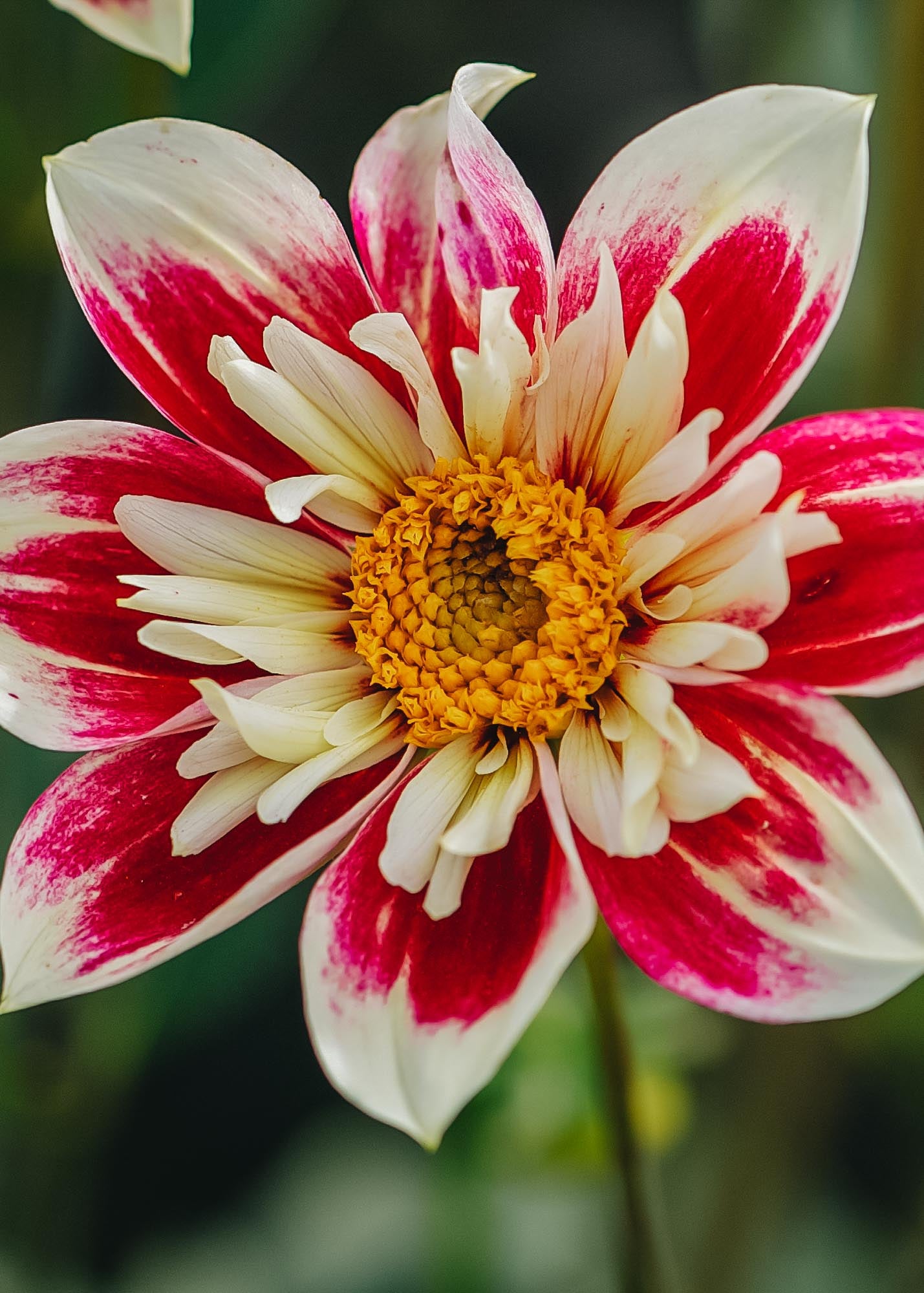 Taylors Bulbs Dahlia 'Fashion Monger' Tubers