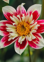 Taylors Bulbs Dahlia 'Fashion Monger' Tubers