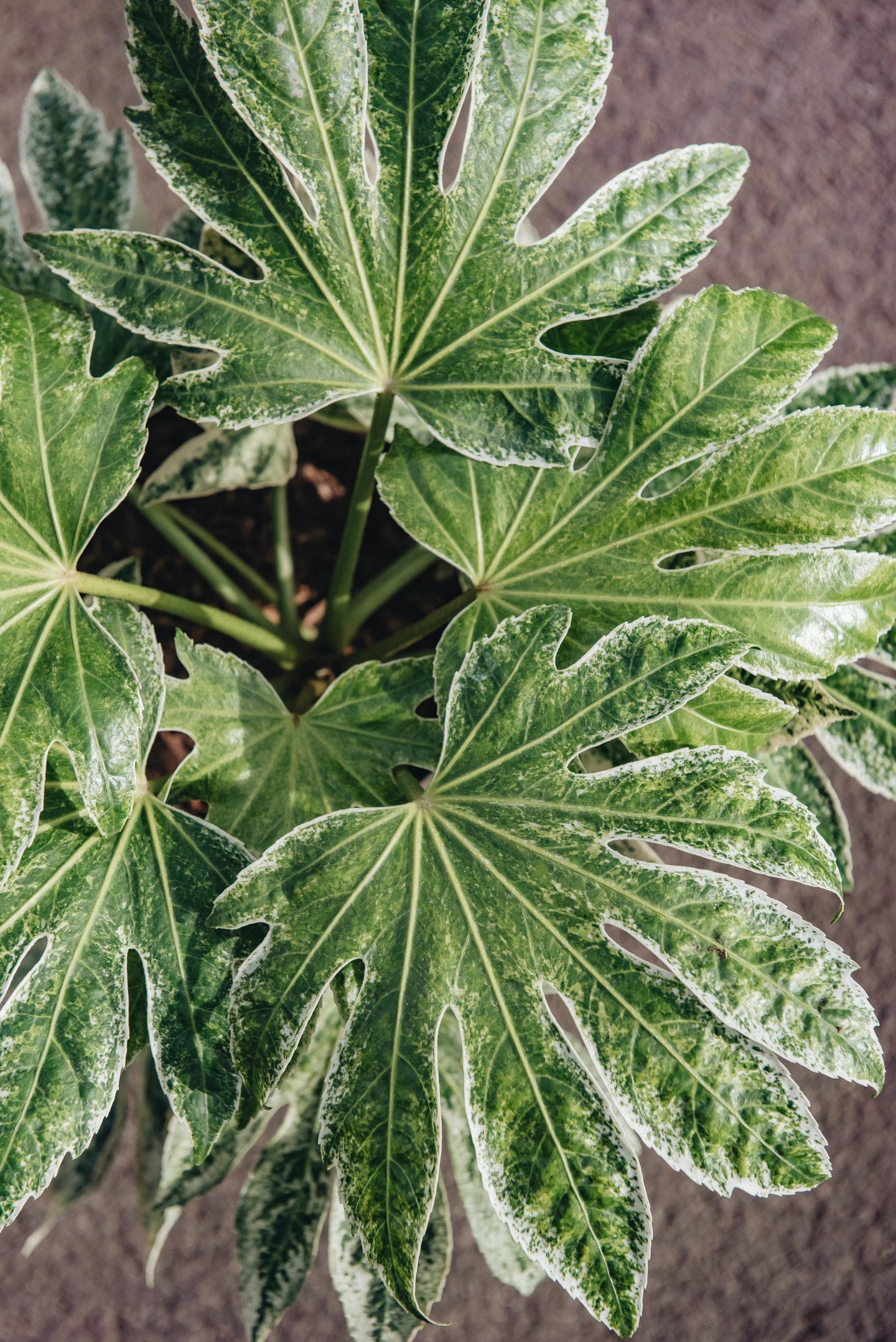 Fatsia japonica 'Spider's Web' 5L