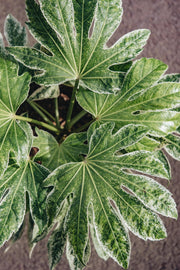 Fatsia Fatsia japonica 'Spider's Web', 5L