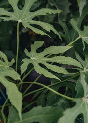 Fatsia Fatsia polycarpa 'Needham's Lace', 3L