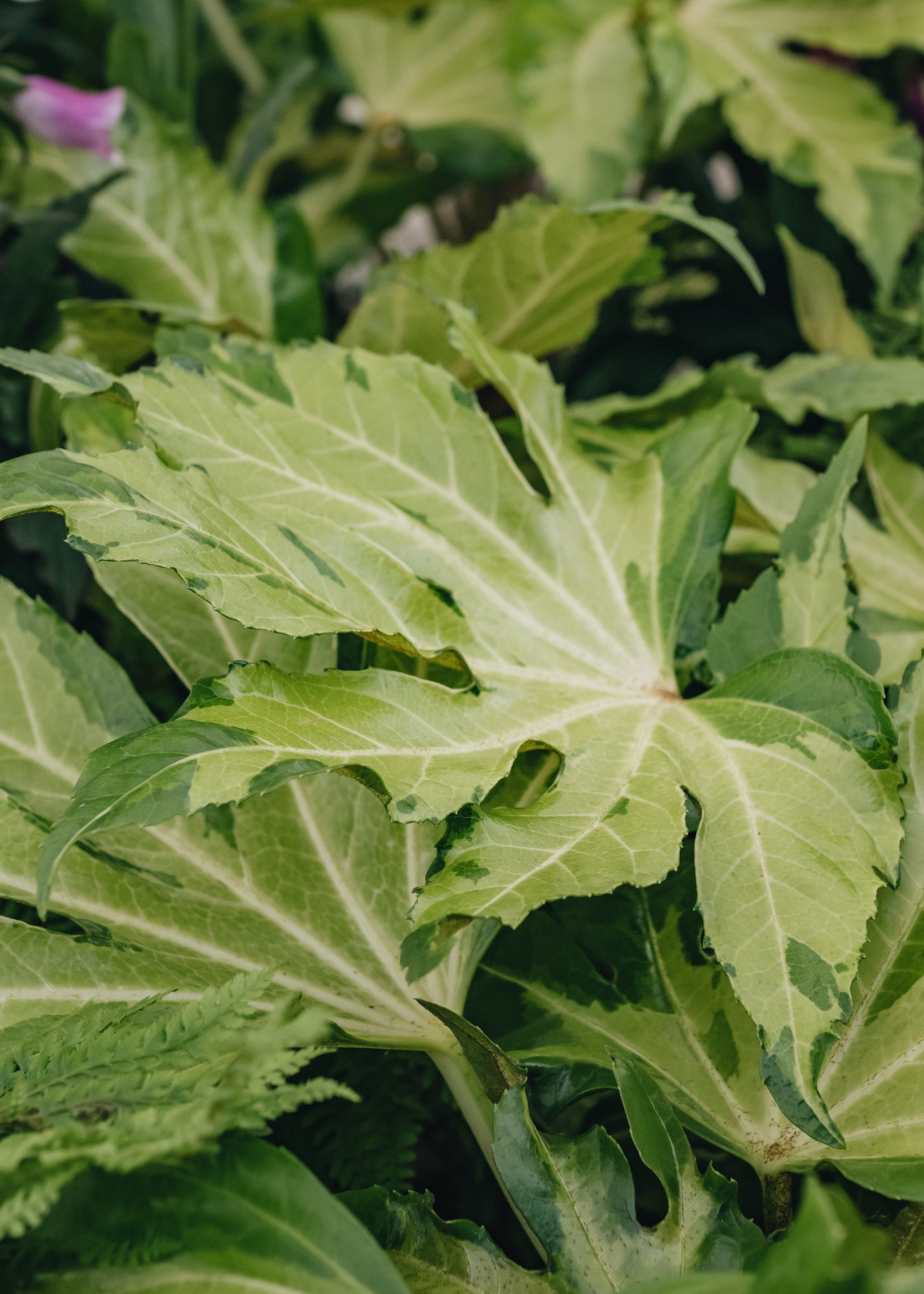 Fatsia Fatsia japonica Camouflage