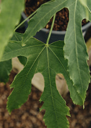 Fatsia Fatsia polycarpa 'Green Fingers', 2L