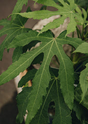 Fatsia Fatsia polycarpa 'Needham's Lace', 3L