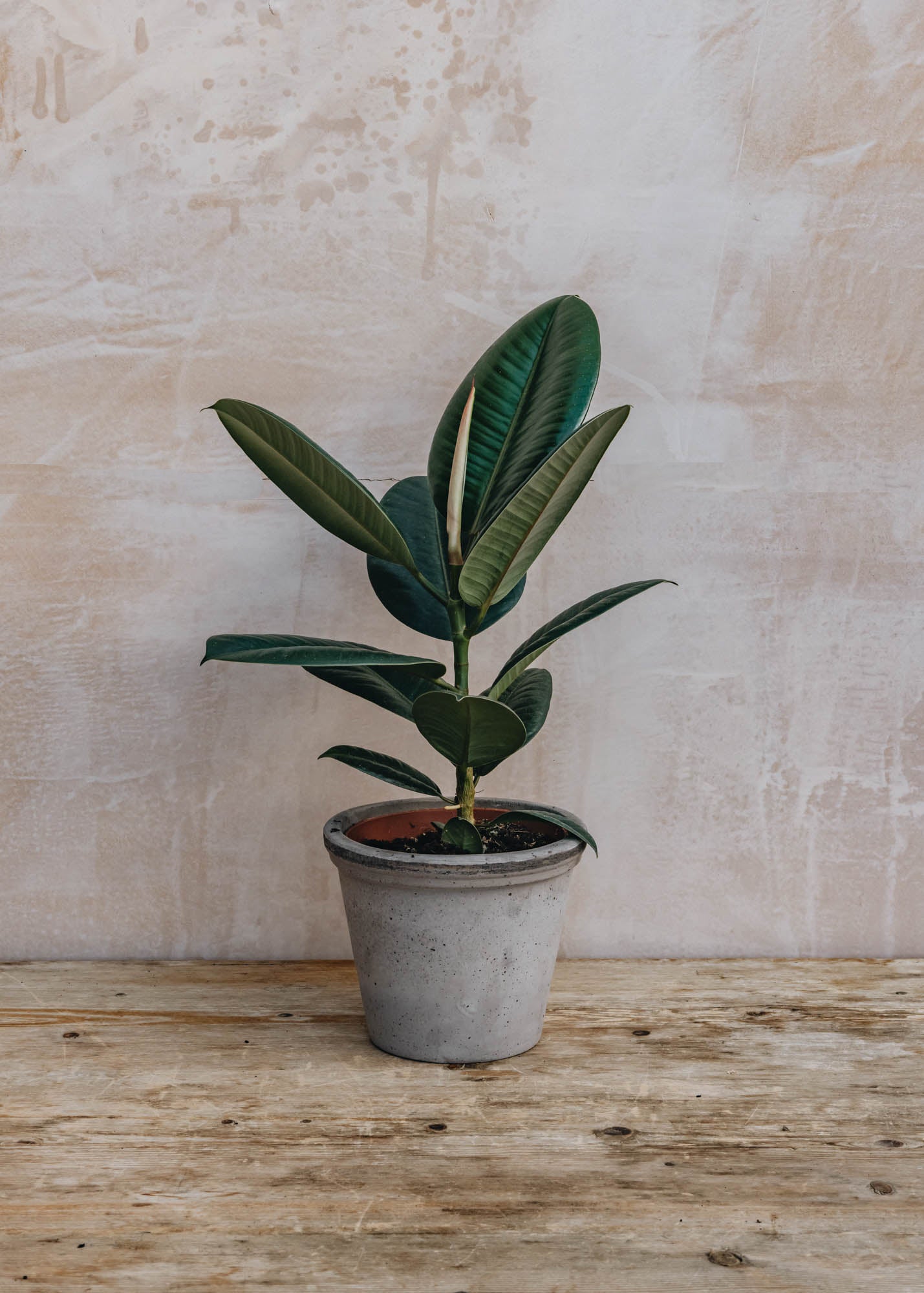 British Grown Ficus Elastica Robusta