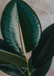 British Grown Ficus Elastica Robusta