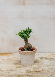 Ficus Ginseng