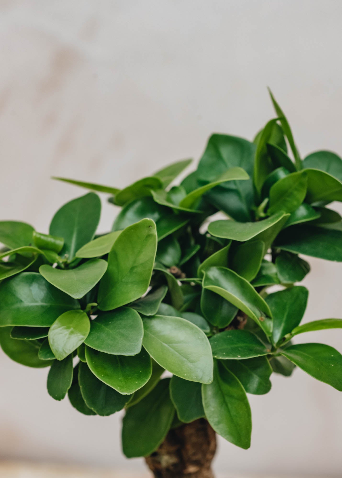 Houseplants Ficus Ginseng