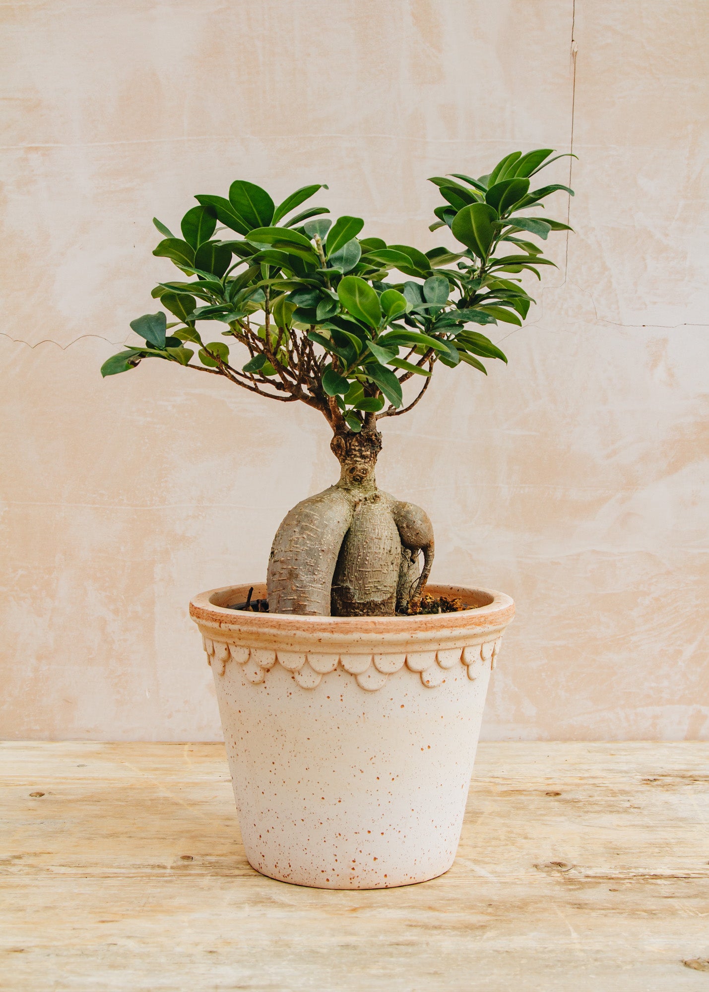 Ficus Ginseng
