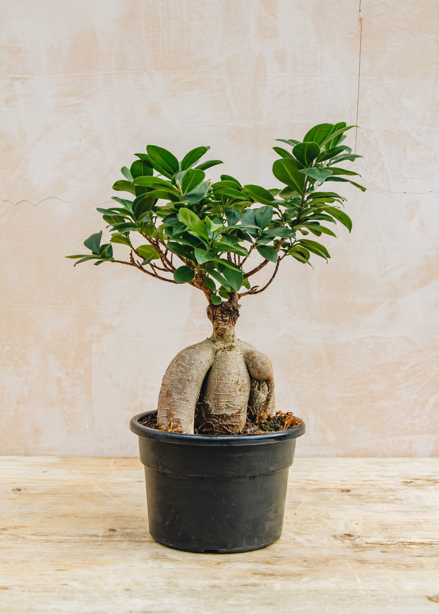 Houseplants Ficus Ginseng