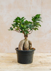 Houseplants Ficus Ginseng