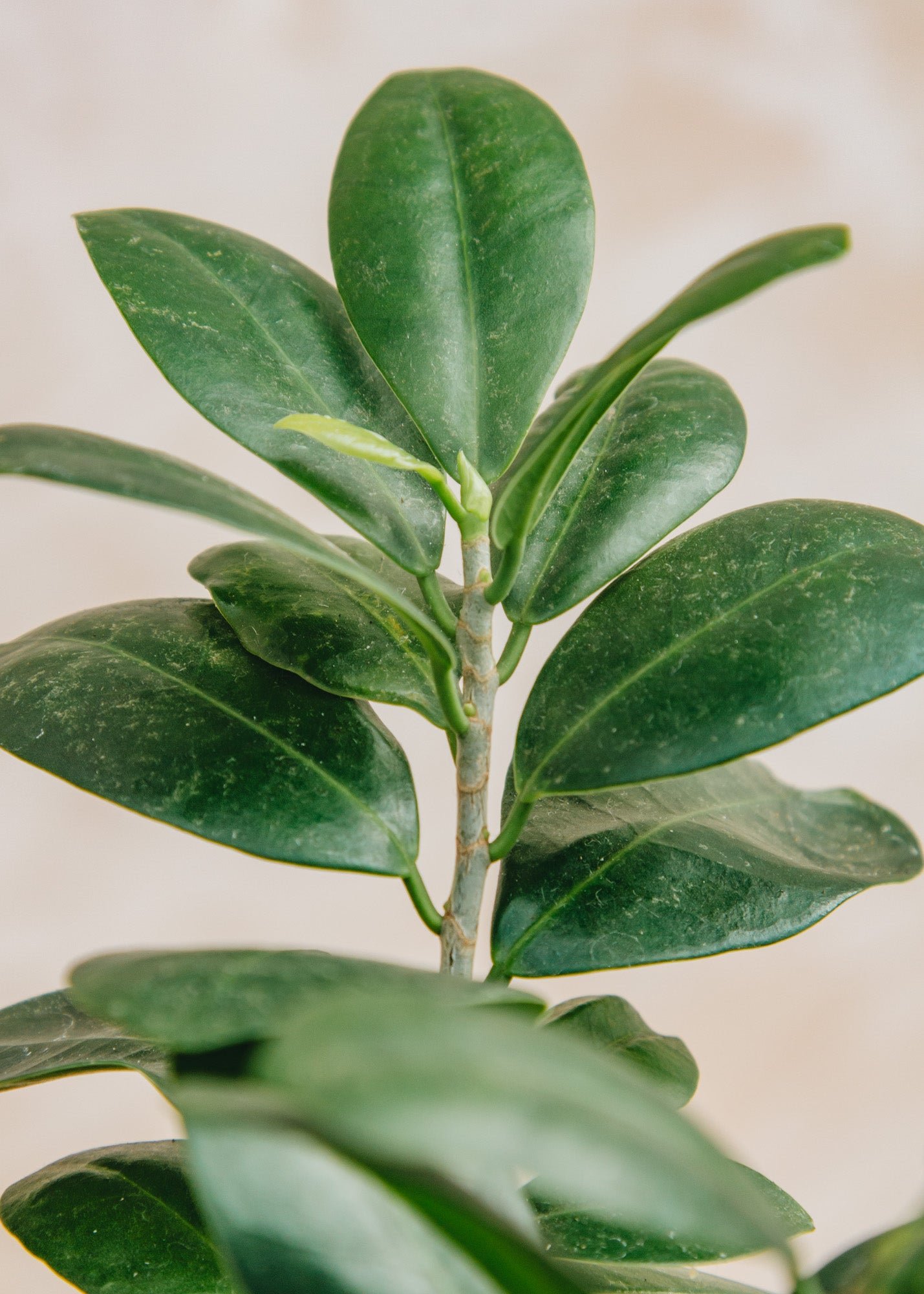 Houseplants Ficus Ginseng