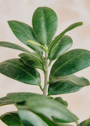 Houseplants Ficus Ginseng