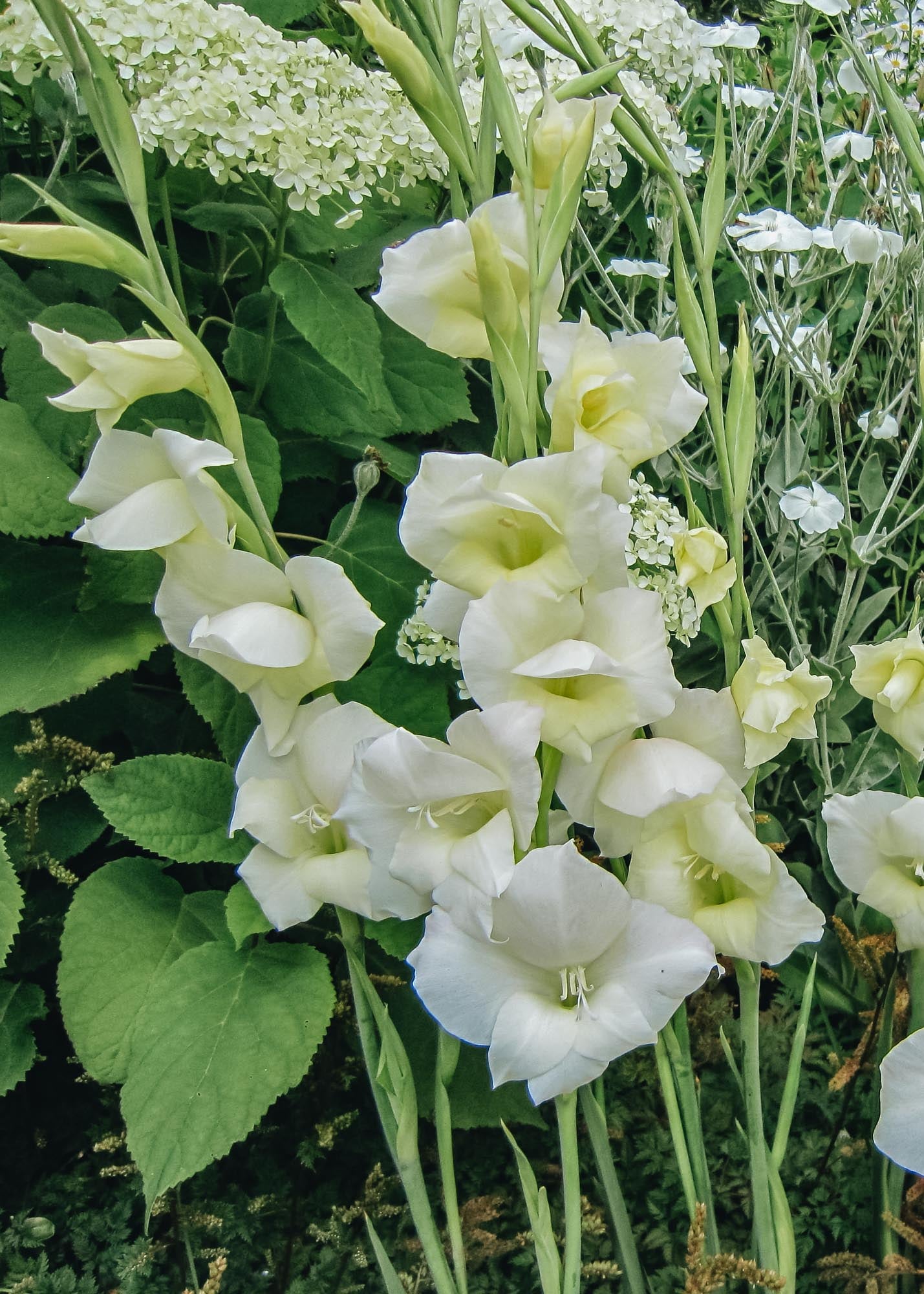 Taylors Bulbs Gladiolus 'Nanus Fiona', pack of 15 corms