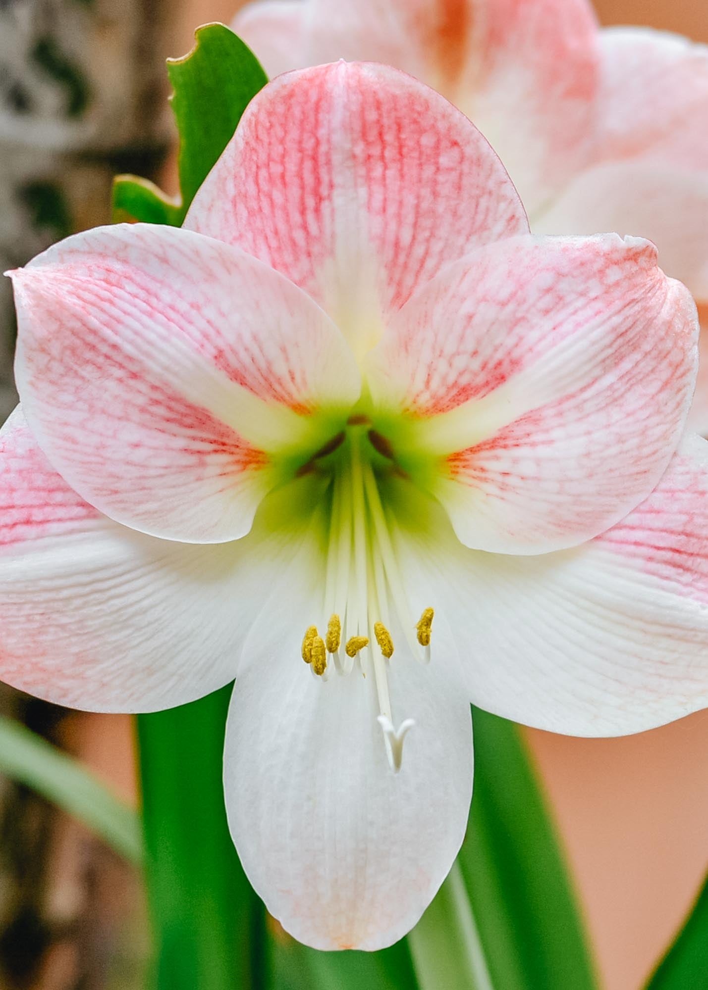 Amaryllis Flamingo Bulb